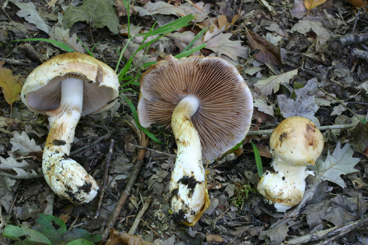 Cortinarius vulpinus subsp. pseudovulpinus (Hry) Brandr.